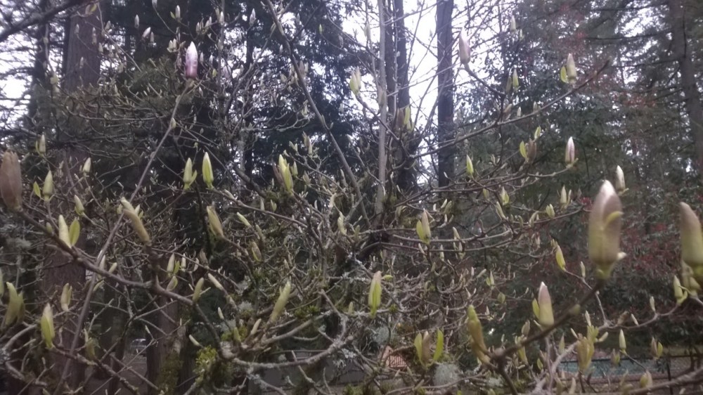 Magnolia