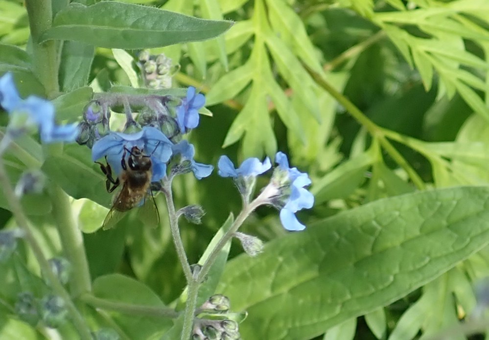 Honey Bee and Chinese Forget Me Not