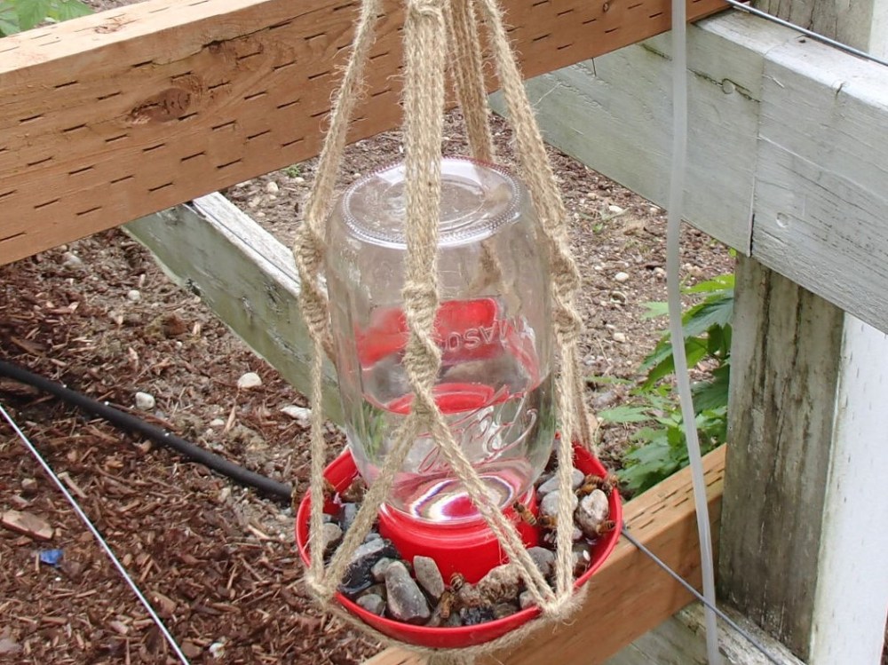 Bees getting a drink of water.