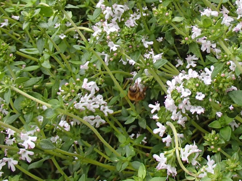 Honey bee and Thyme