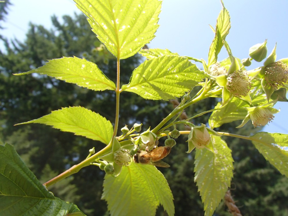 Honey bee pollinating our Caroline Raspberries