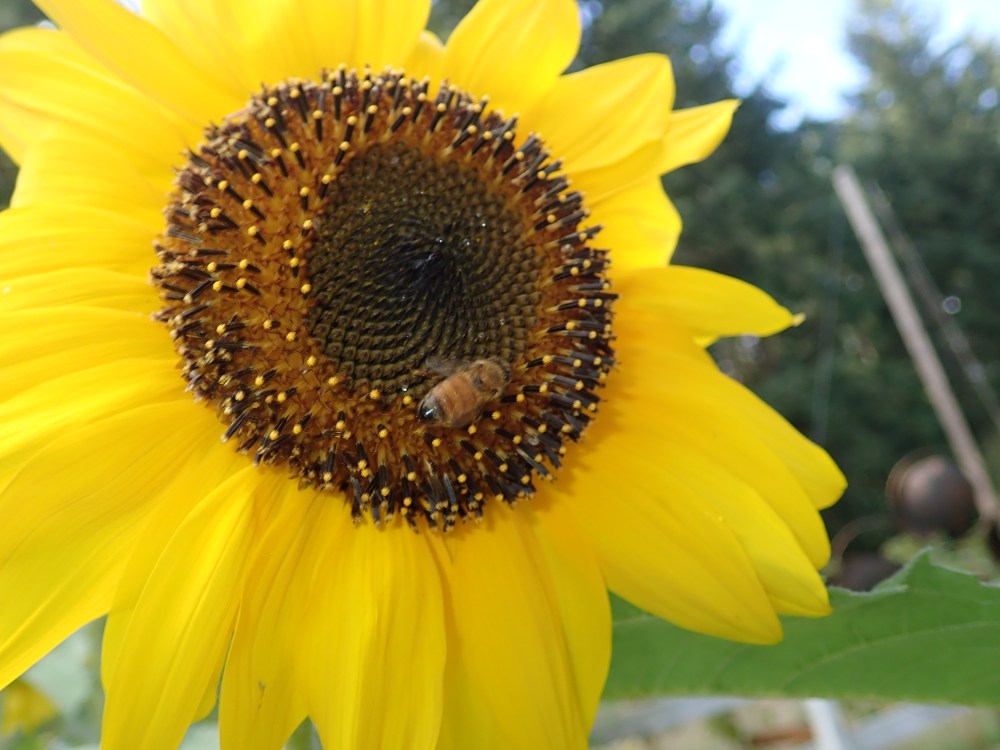 Honey Bee favorite: Sunflower