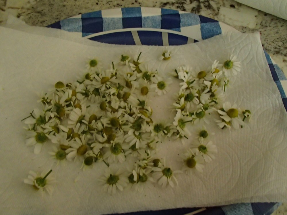 Drying chamomile is easy-peasy.