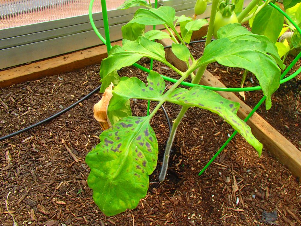 Roma tomatoes with brown spots on leaves