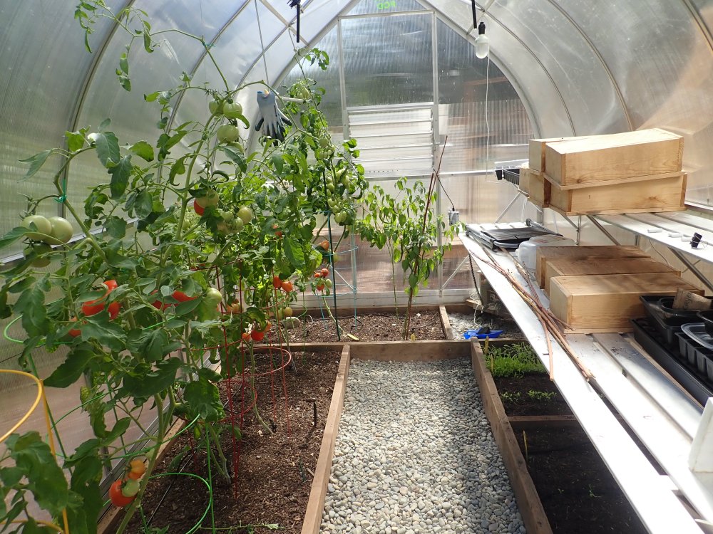 Healthy tomatoes in our greenhouse