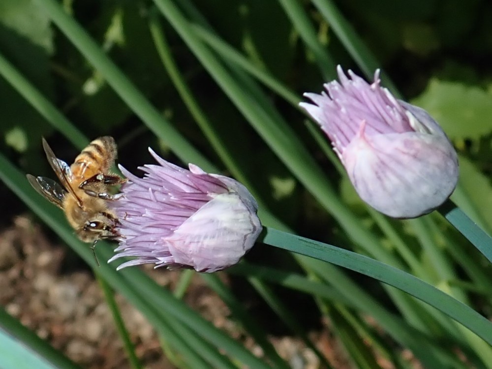 Honey bee enjoying chives