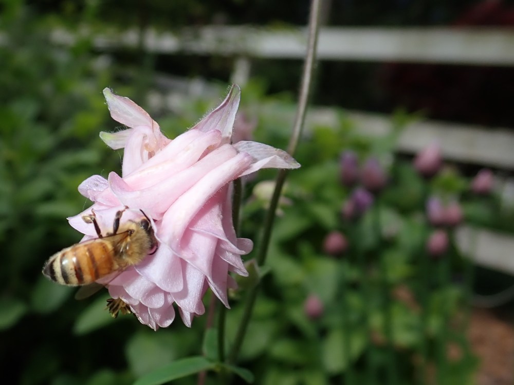 Honey Bee Columbine
