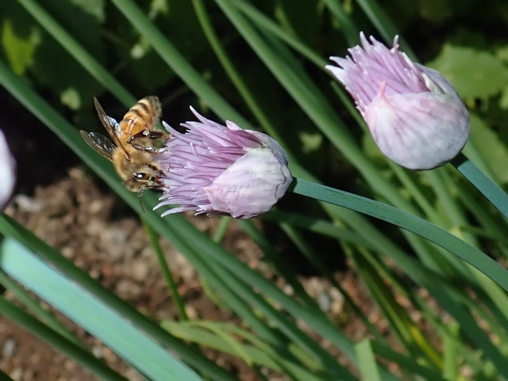 Honey bee enjoy chives