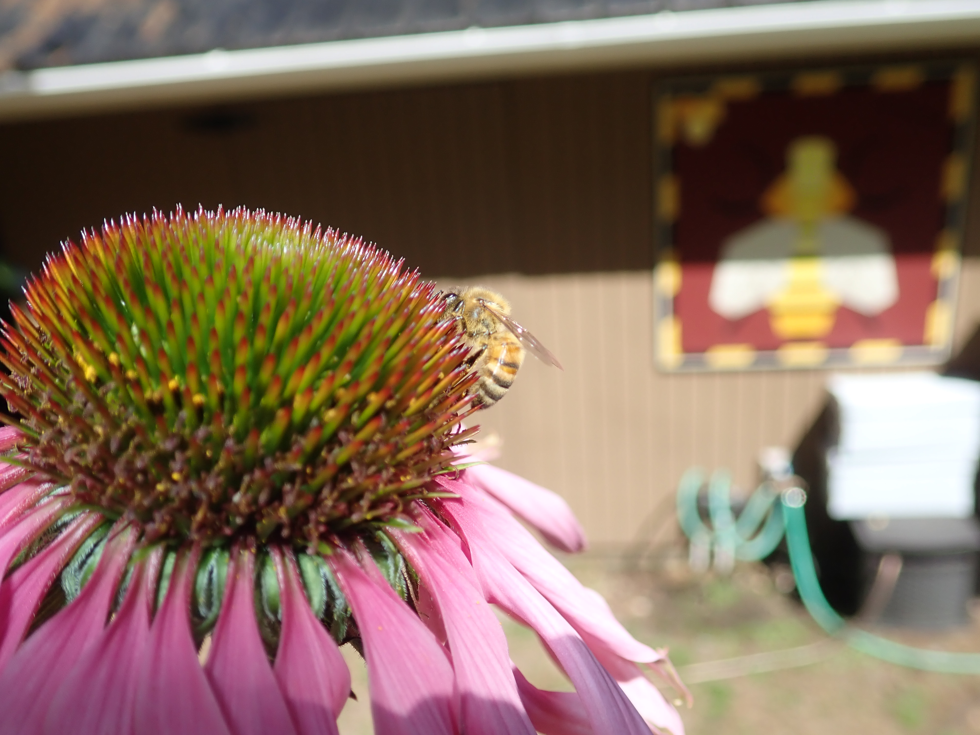 Echinacea (purple coneflower) attract pollinators
