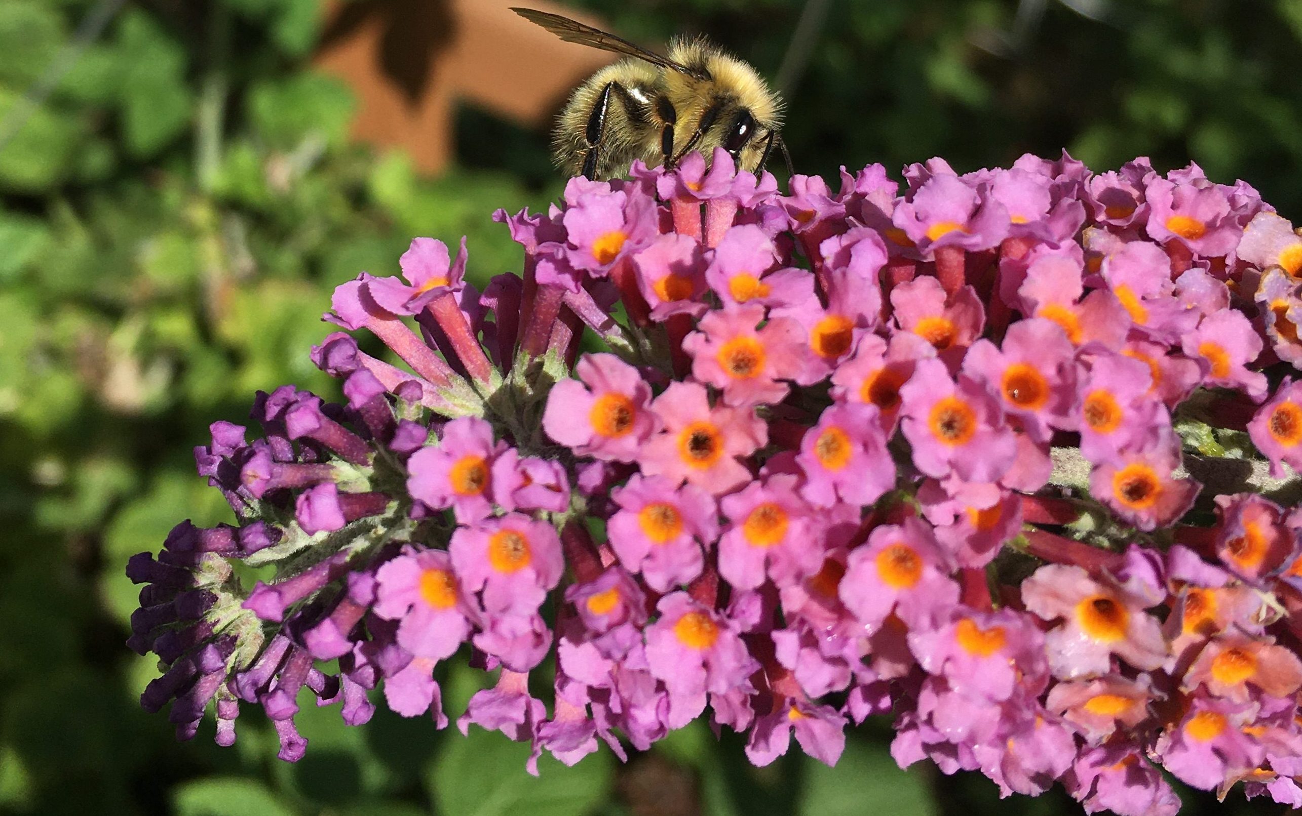 Kaleidoscope Bicolor Butterfly Bush