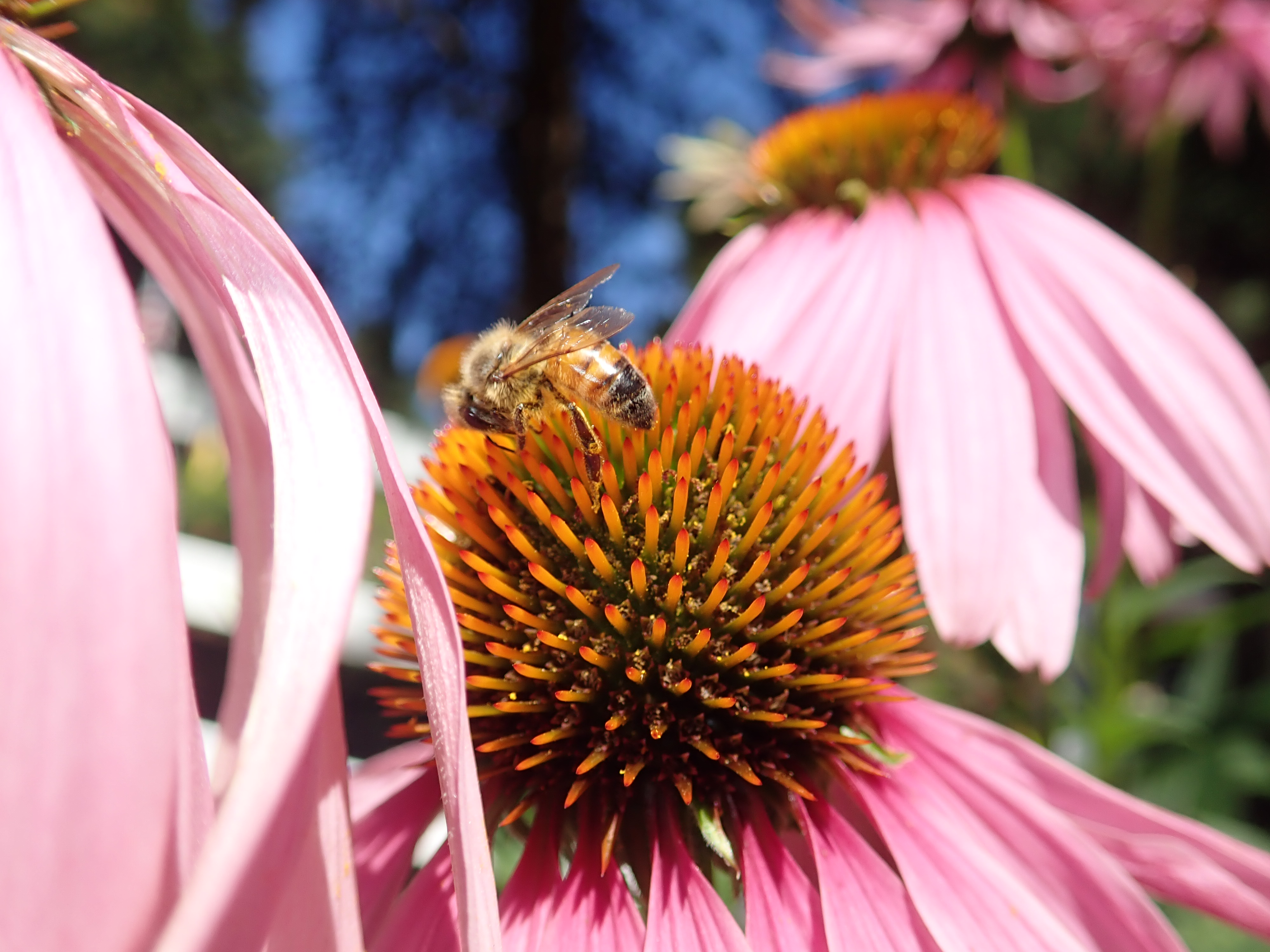 Honey bees love echinacea!