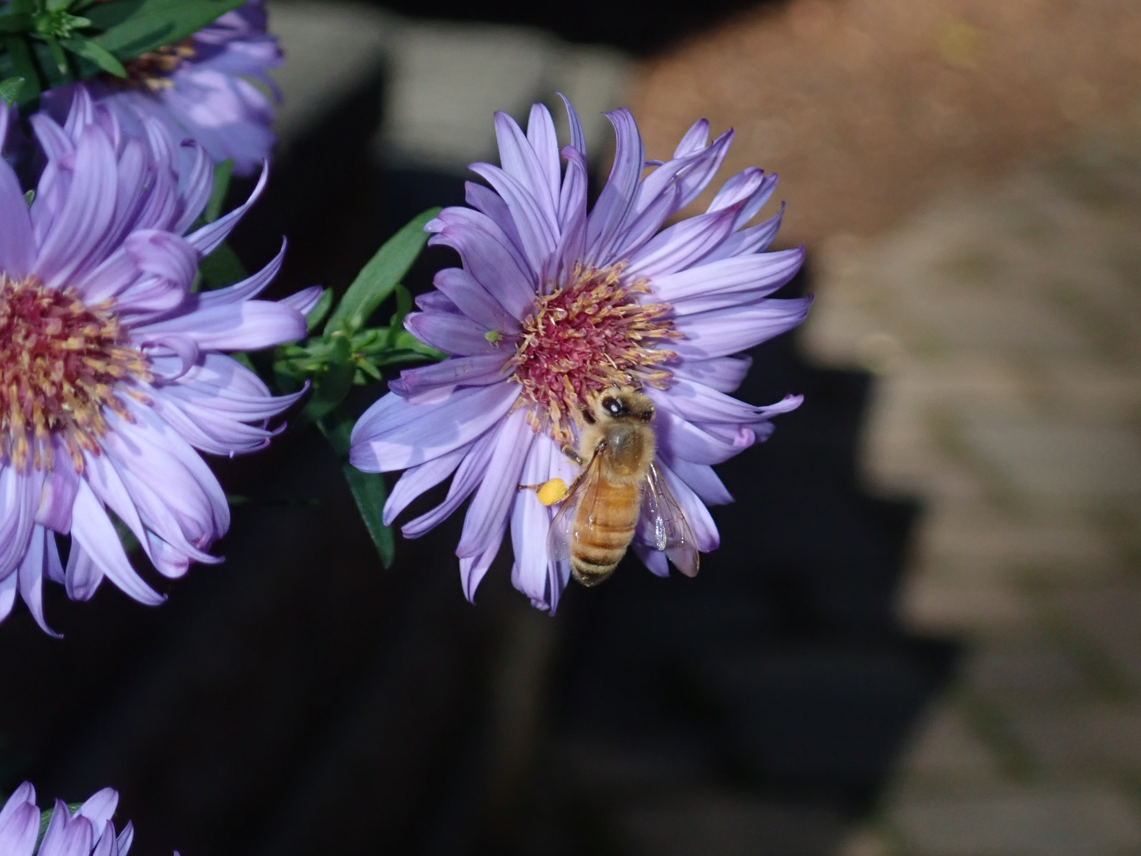New England Aster