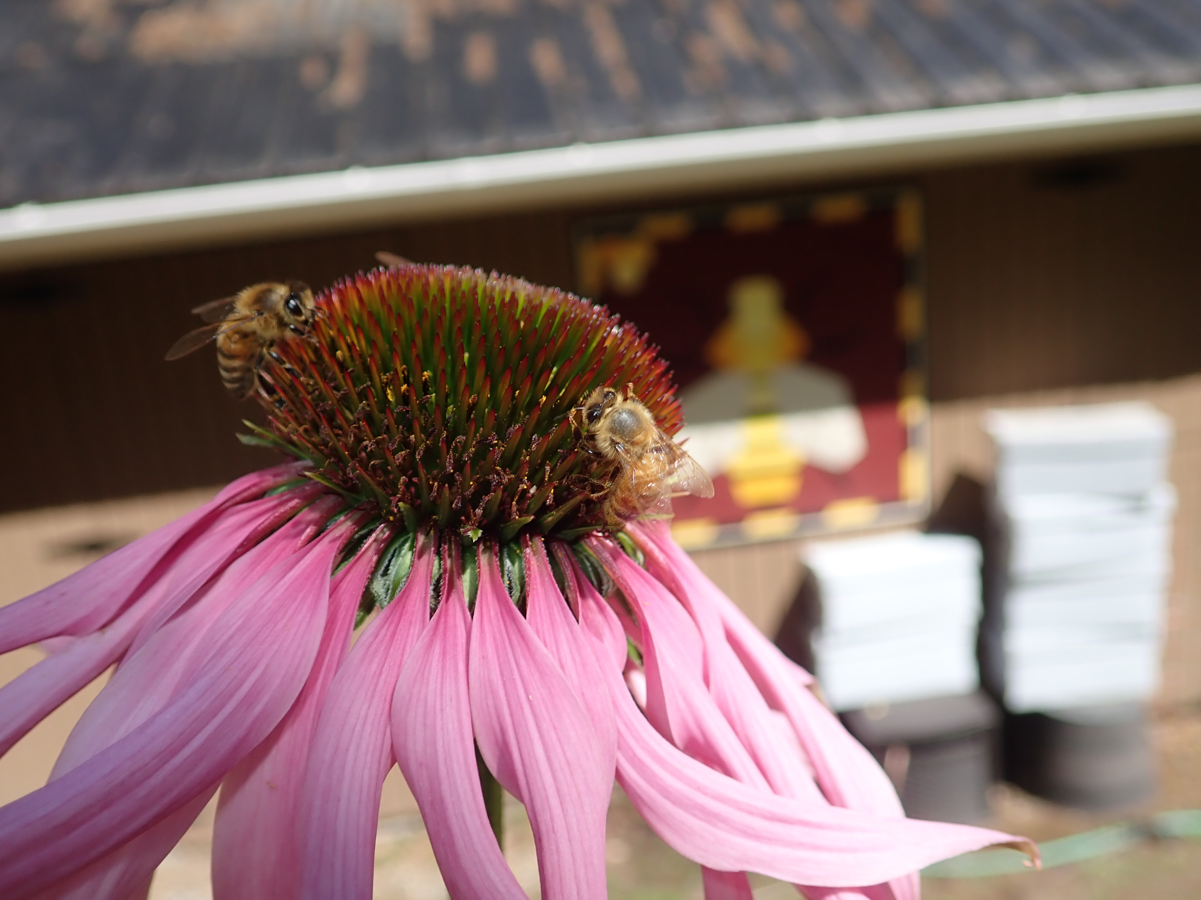 Purple Coneflower attracts all kinds of polinators