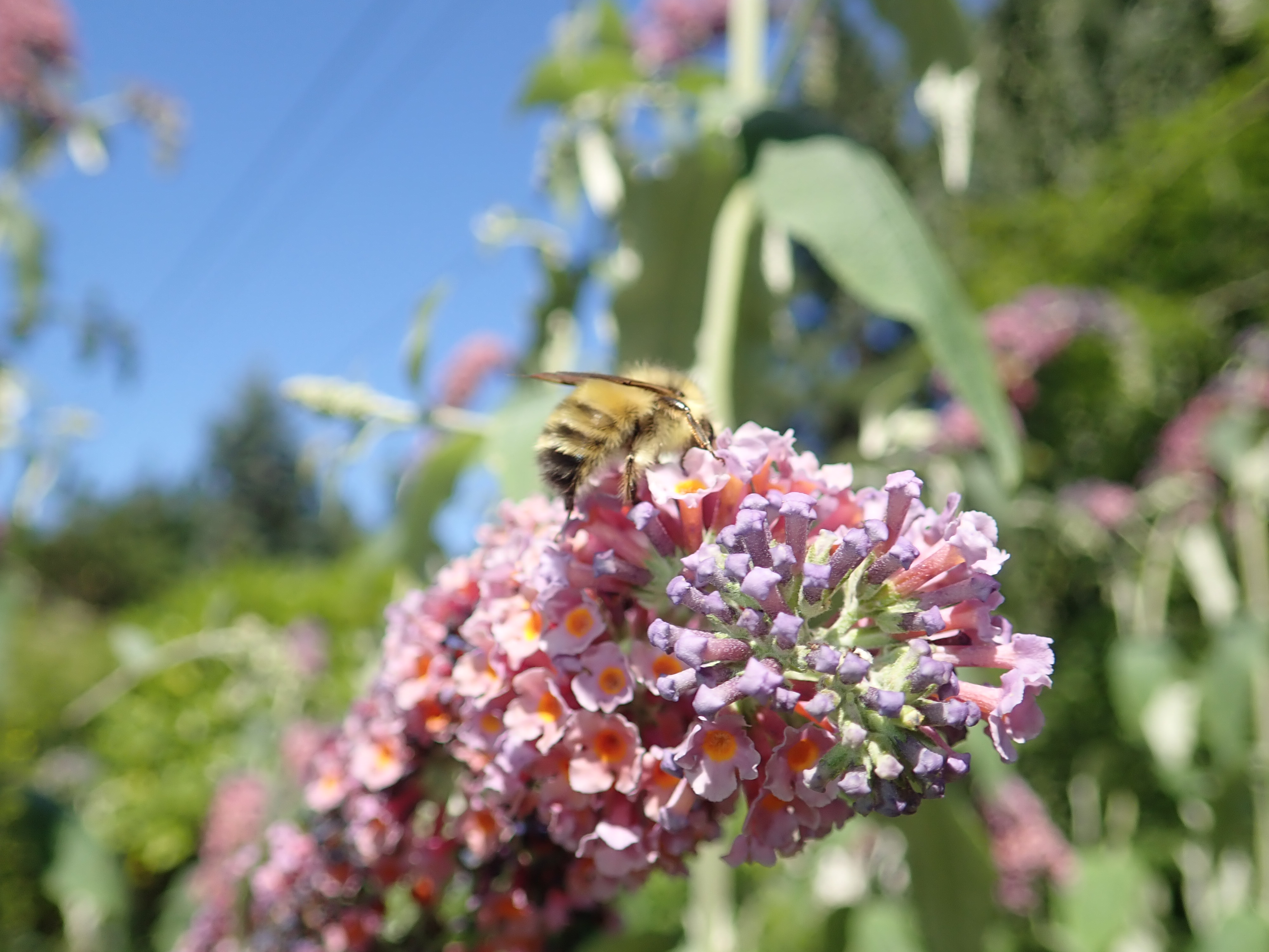 Butterfly Bush with Bumble Bee