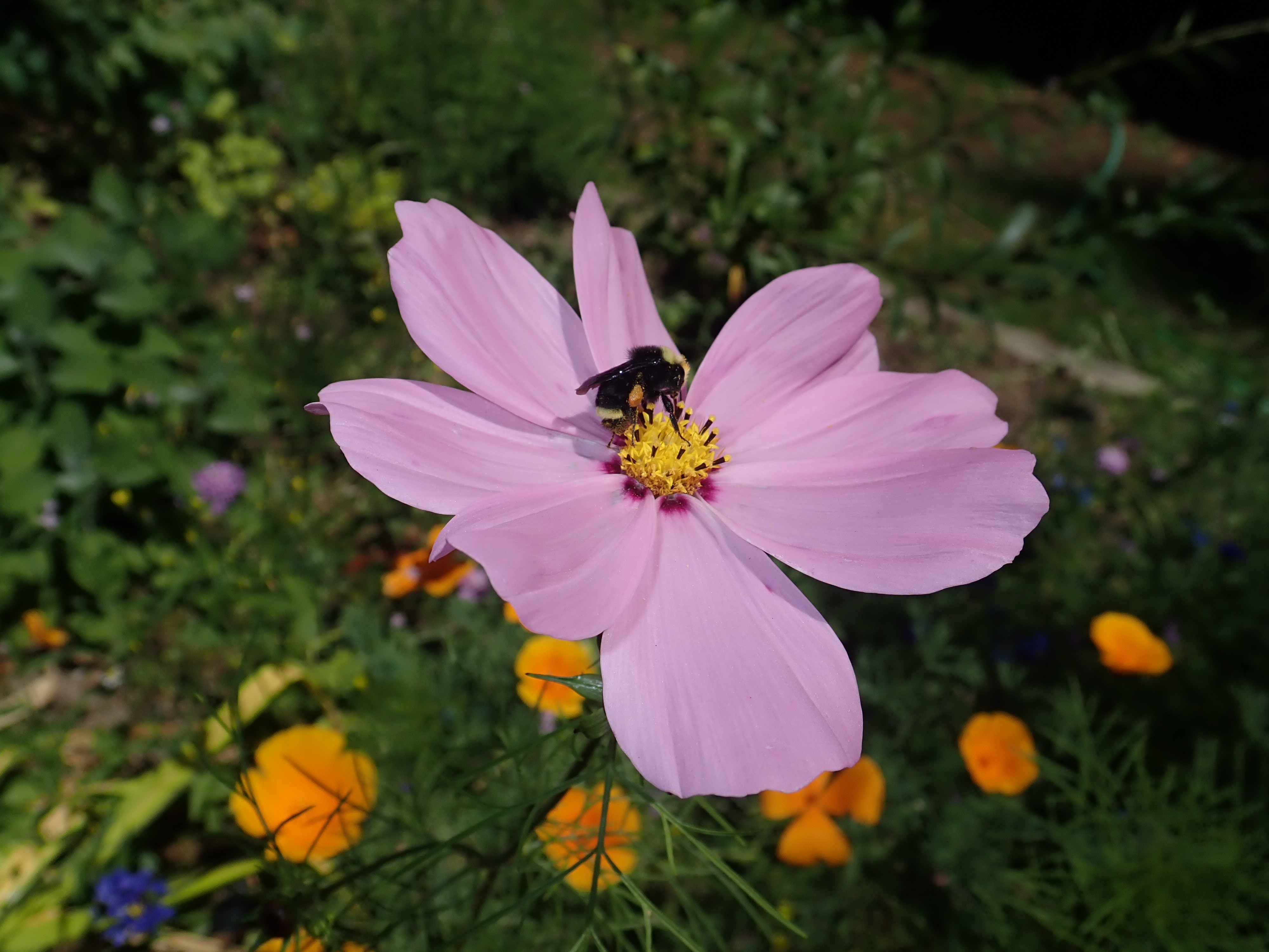 Cosmos with orange-belted bumblebee