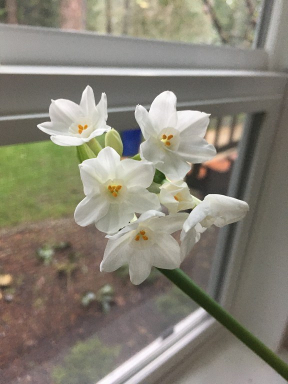 Beautiful Paperwhite