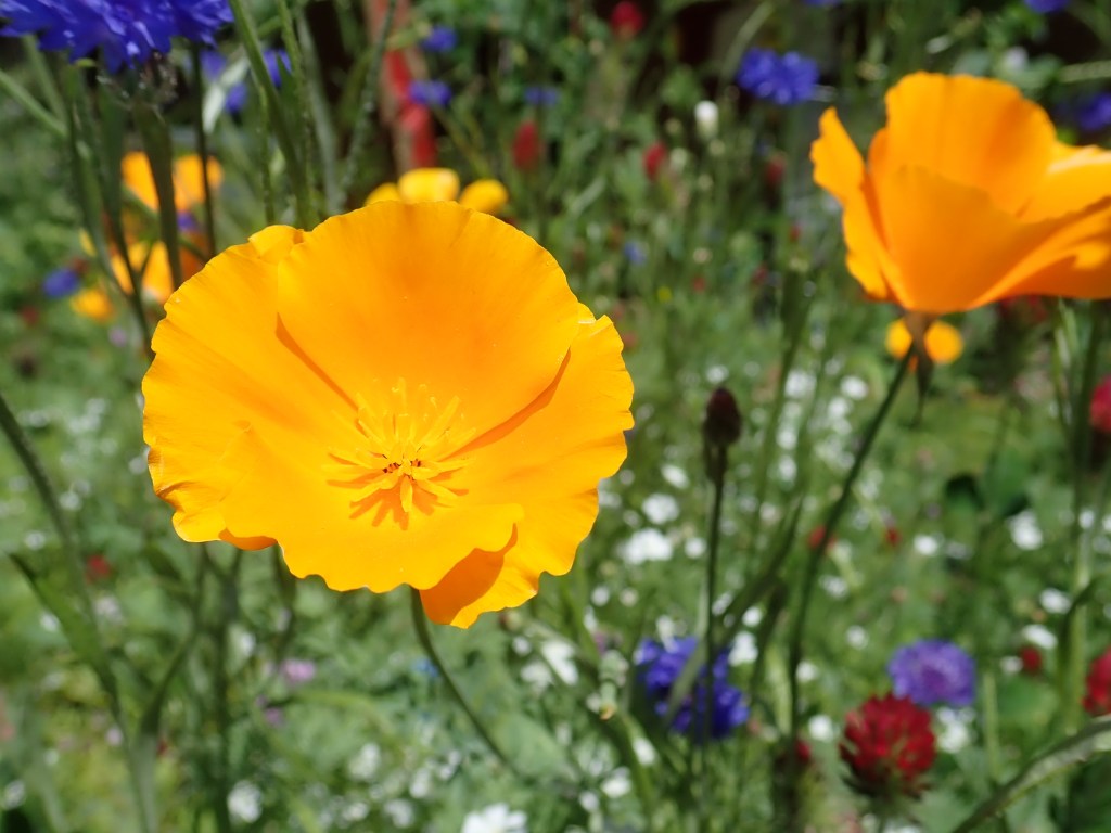 Poppy accents the blues