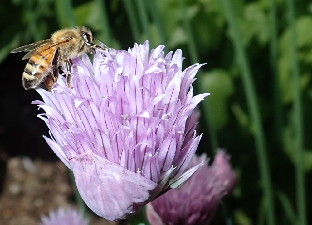 Honeybee on chives