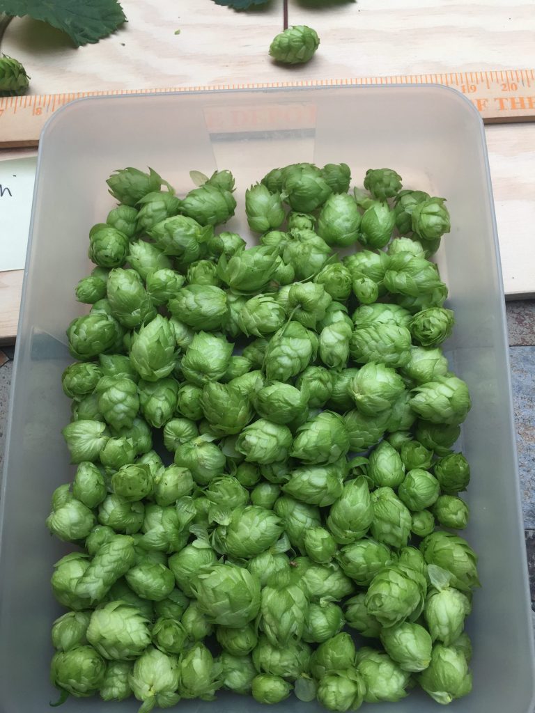 Willamette hop harvest - 1 plant after 5 years