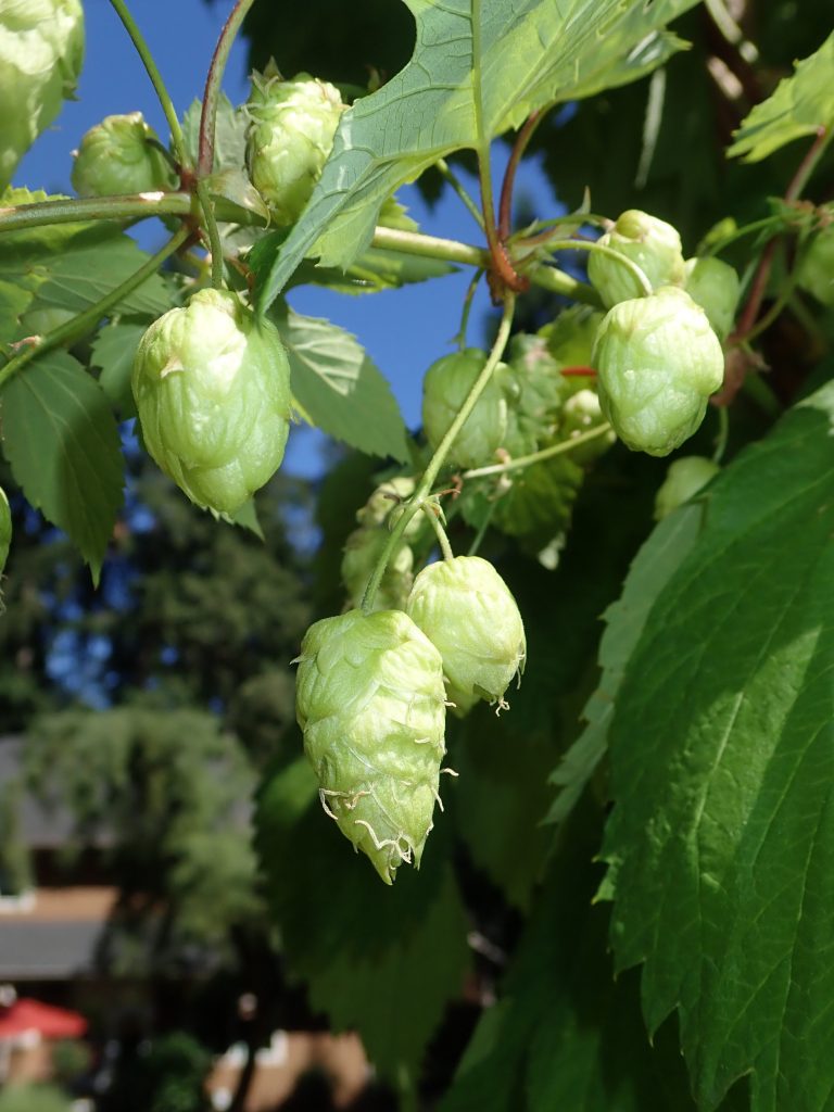 Centennial Hops Cones