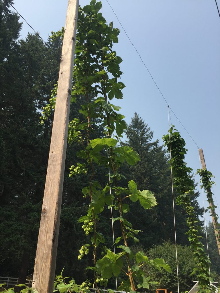 Hops growing - lots of cones on each plant