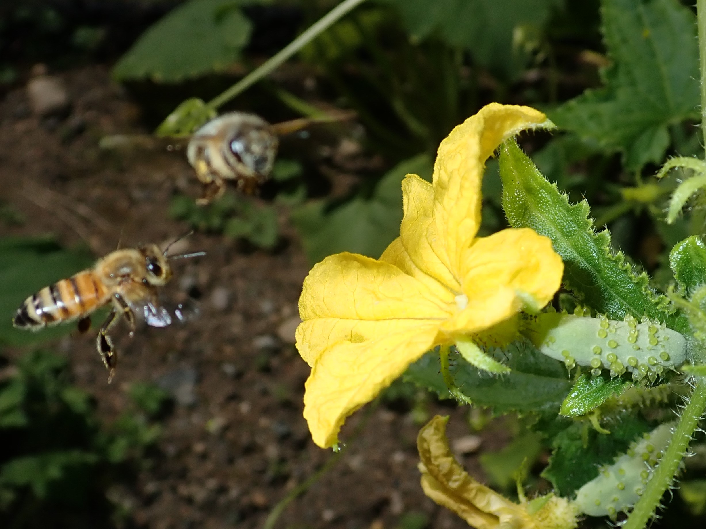 Honey bees enjoy cucumber