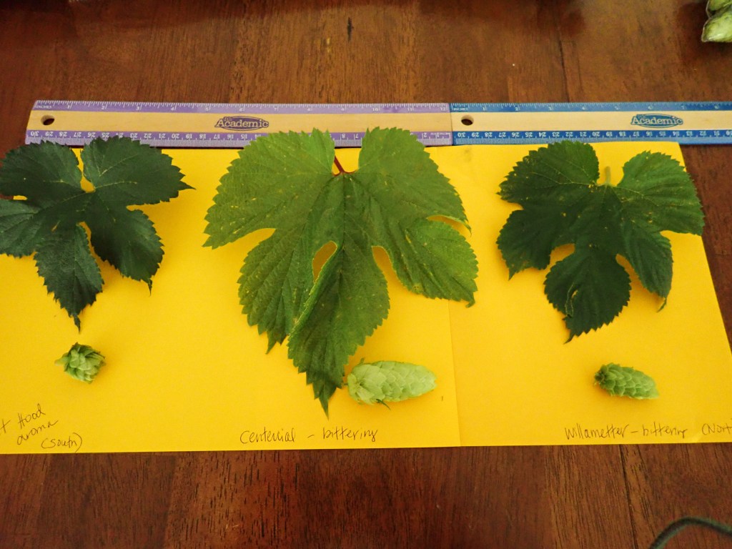 Our hops varieties - amazing harvest after 6 years