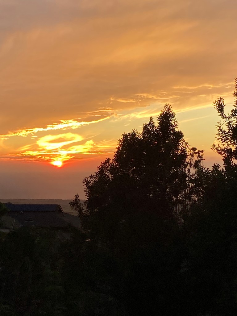 Wild Sprout's revised vision