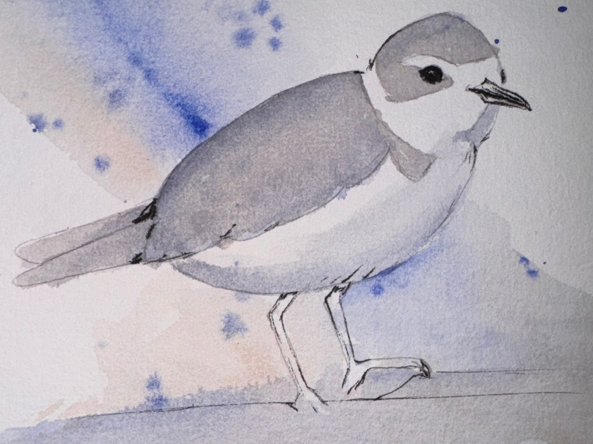 Beginning Watercolor – Snowy Plover