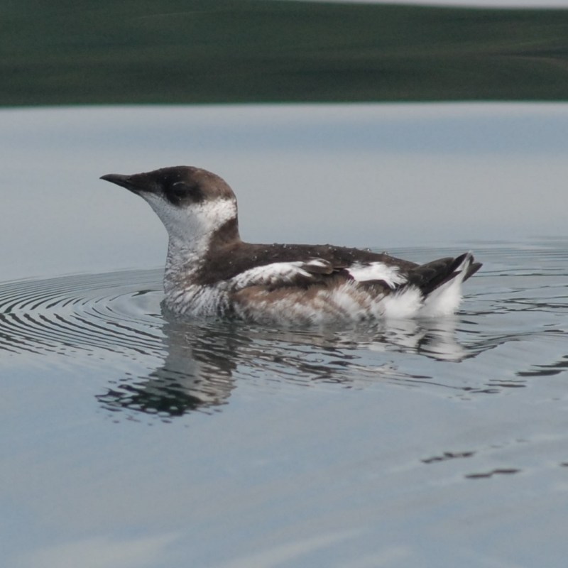 Marbled Murrelet