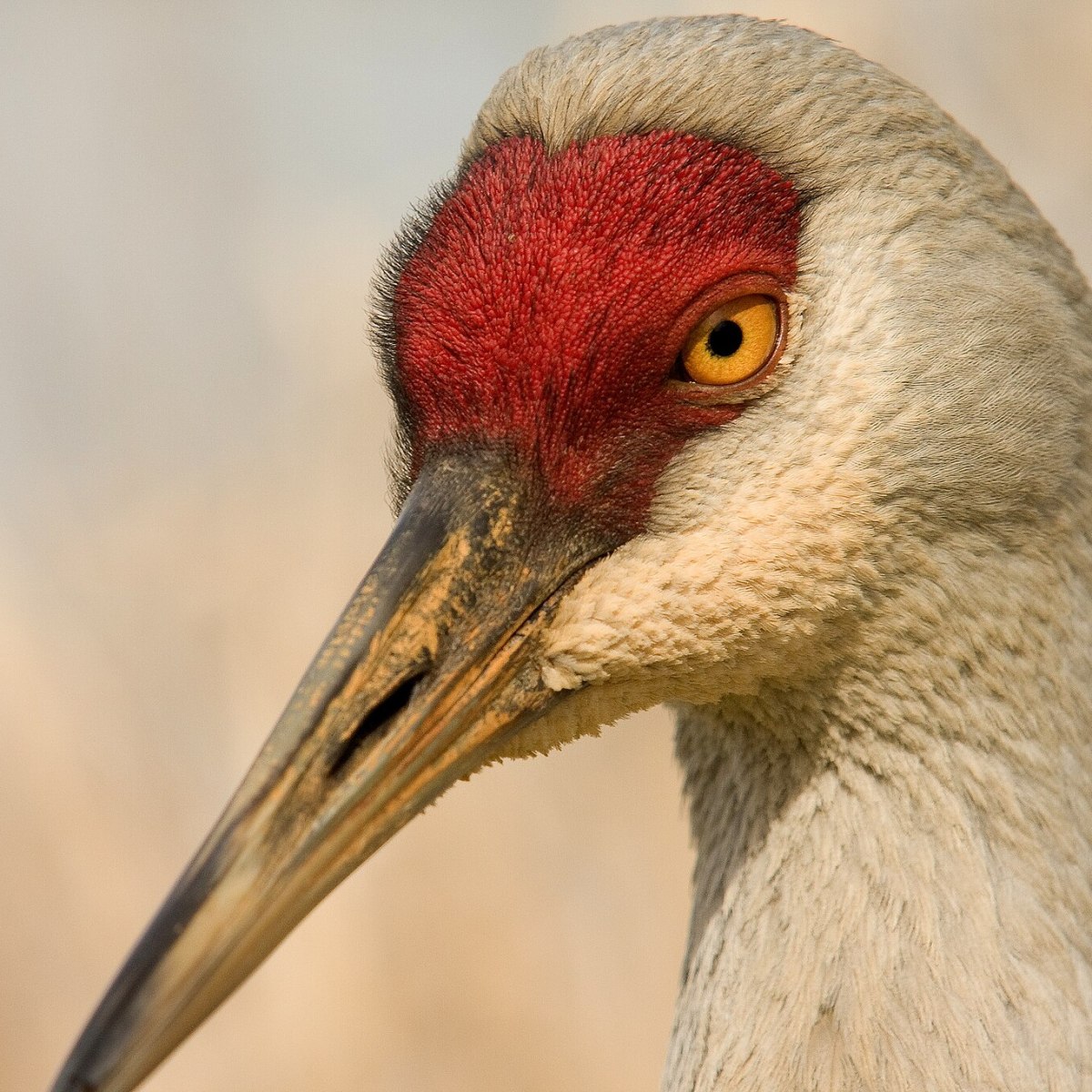 Sandhill Crane