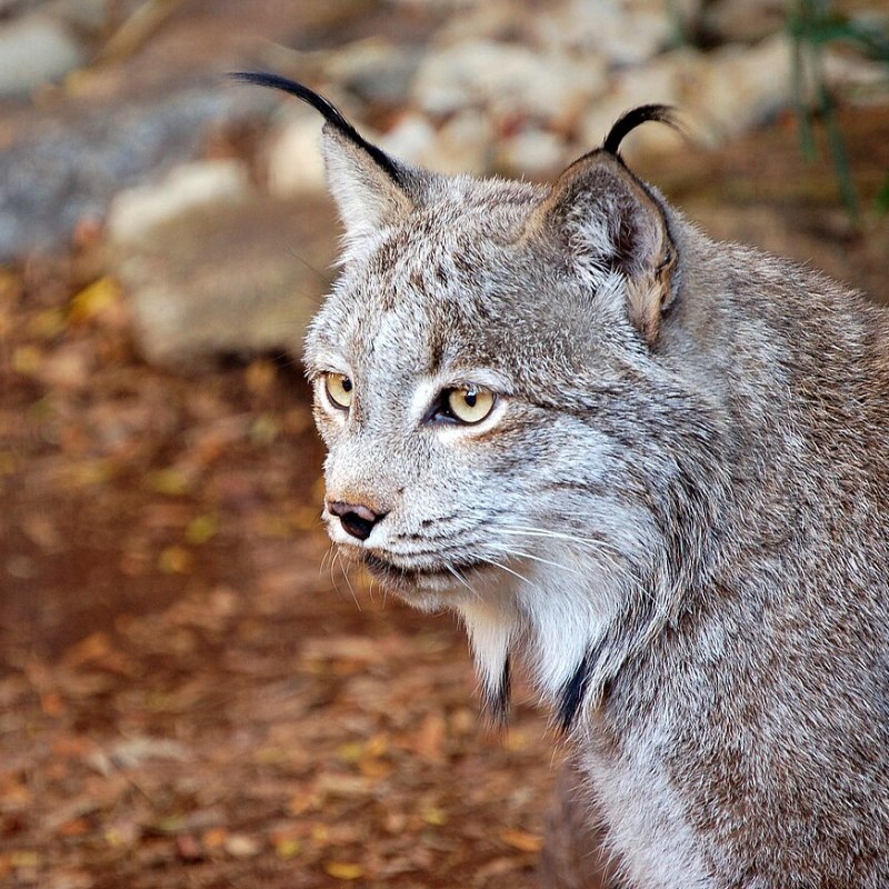 Canada Lynx