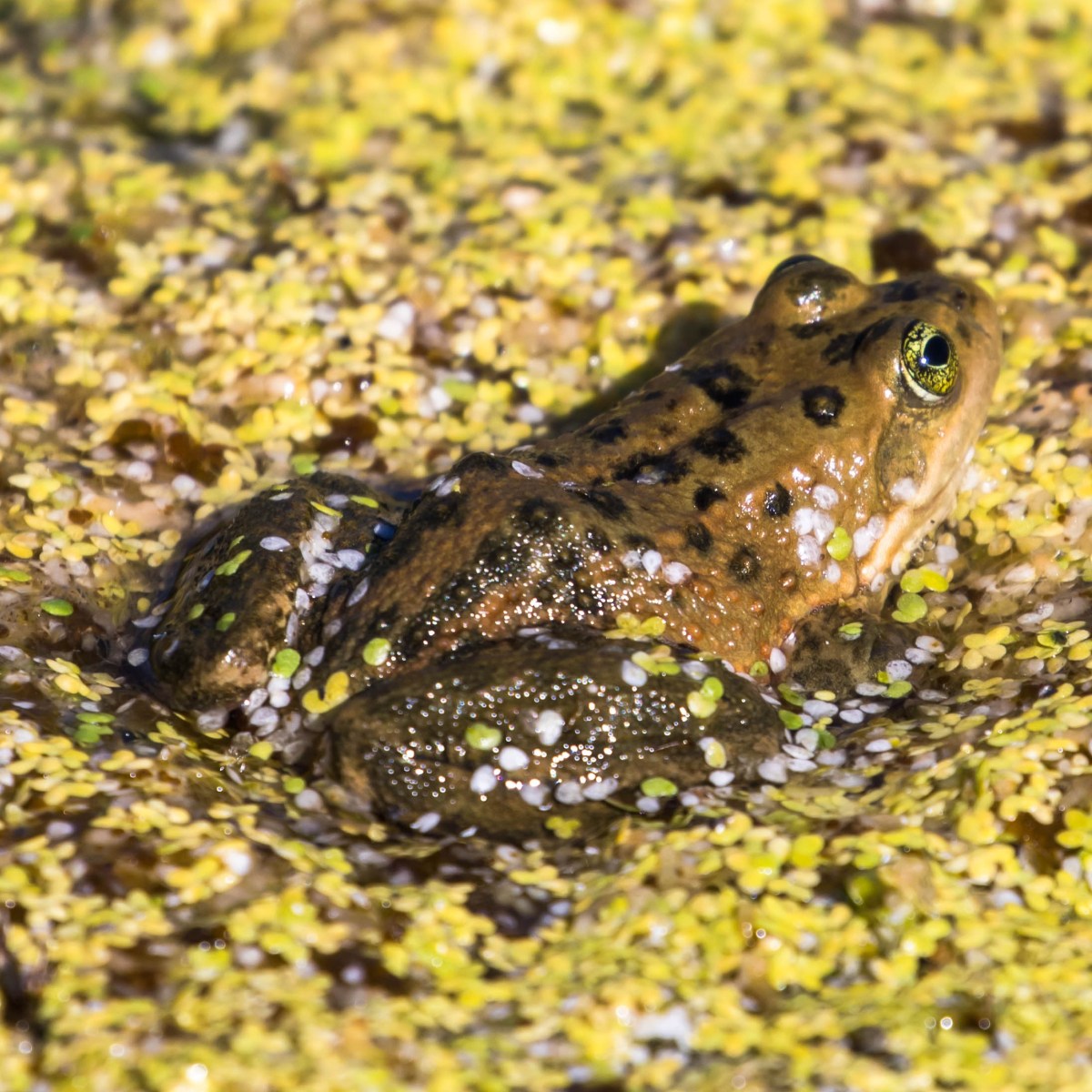 Oregon Spotted Frog: A Sentinel of Washington’s Wetlands