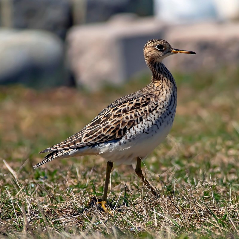 Upland Sandpiper