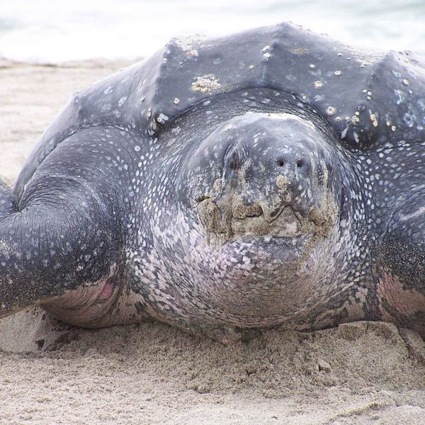 Leatherback Sea Turtle