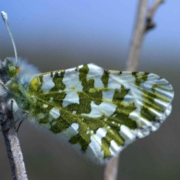 Island Marble Butterfly: A Jewel of the San Juan Islands