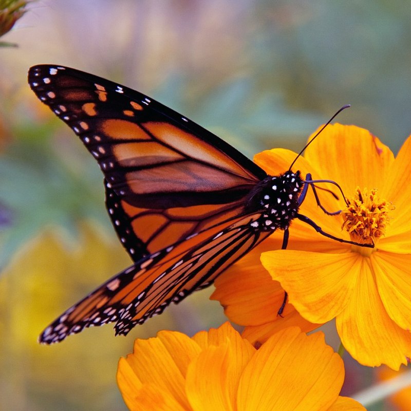 Western Monarch (Danaus plexippus)