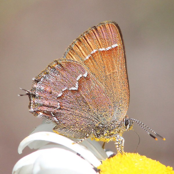 Endangered Insects of the Washington Temperate Forest