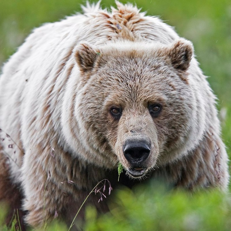 Grizzly Bear
