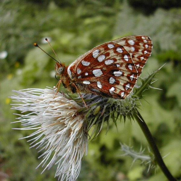 Oregon Silverspot