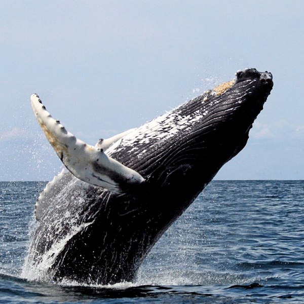 Discover Washington’s Endangered Whales