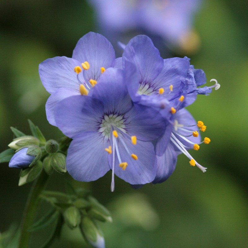 Washington Jacob’s-ladder