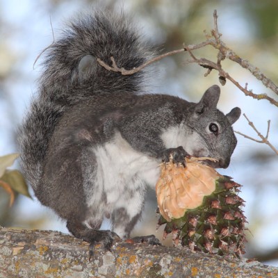 Western Gray Squirrel