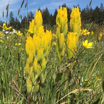 Golden Paintbrush (Castilleja levisecta)
