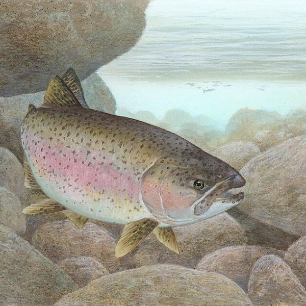 Steelhead Trout: Ecological and Cultural Significance