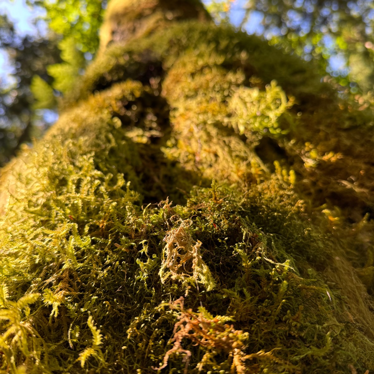 Temperate Rainforest of Washington