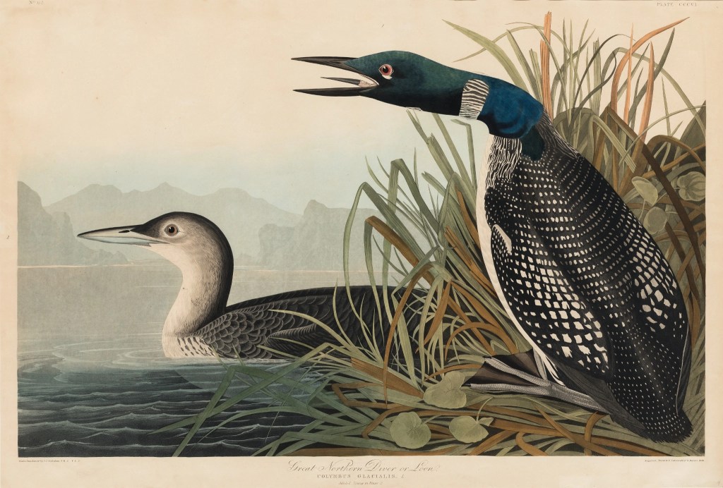 Loon - Art History

