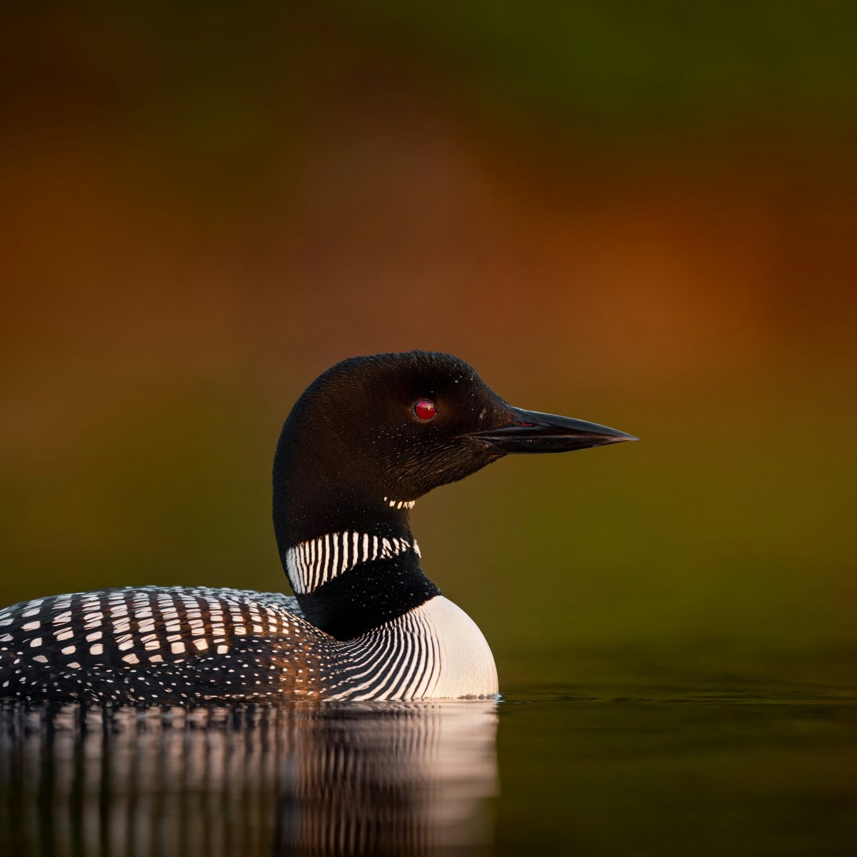 Common Loon