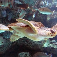 Loggerhead Sea Turtle
